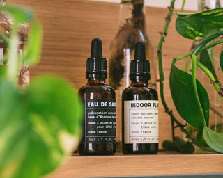 Una pianta, mille piante. Come fare le talee.