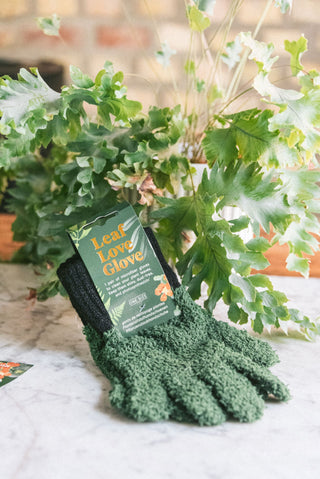 Come preservare la salute delle foglie delle tue piante