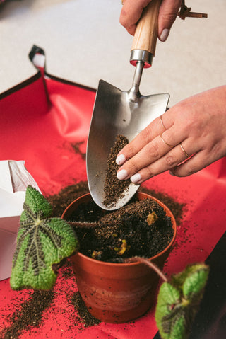 Rinvasare le piante per farle crescere meglio