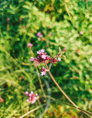 Un giardino verde... e green!