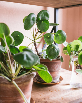 Annaffiare le piante, consigli e tecniche